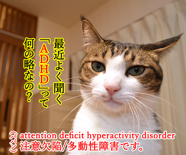 ADHDって何の略なの？　猫の写真で４コマ漫画　１コマ目ッ