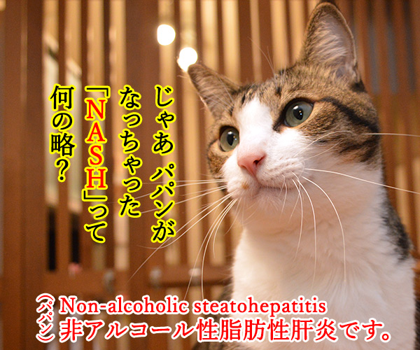 ADHDって何の略なの？　猫の写真で４コマ漫画　２コマ目ッ