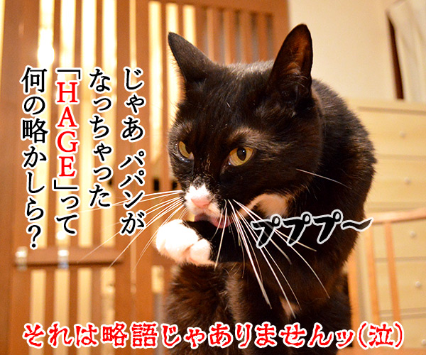 ADHDって何の略なの？　猫の写真で４コマ漫画　４コマ目ッ