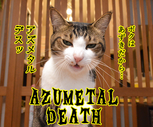 BABYMETALが紅白歌合戦に初出場なんですってッ　猫の写真で４コマ漫画　２コマ目ッ