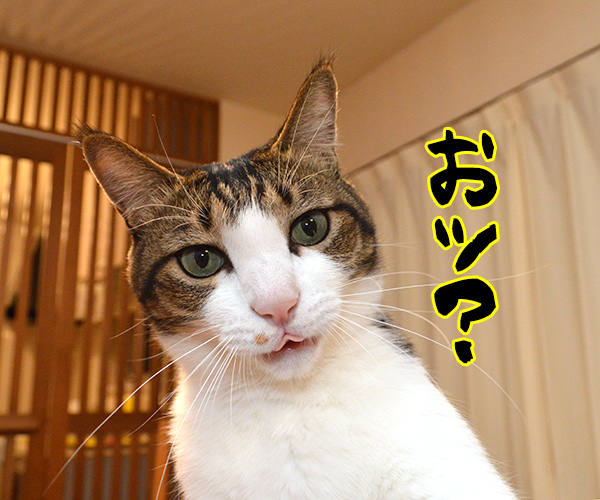 「秋分の日」でクイズですッ！！　猫の写真で４コマ漫画　２コマ目ッ