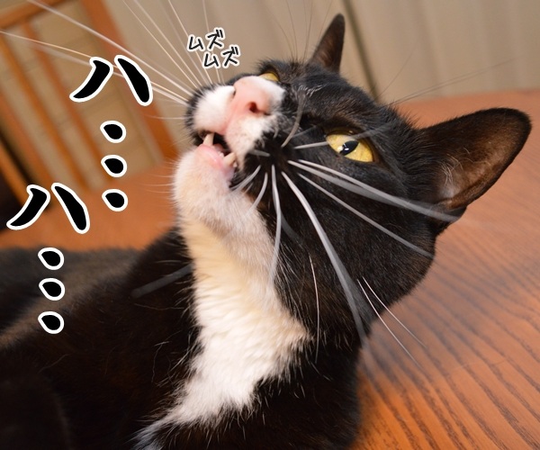 昭和あるあるかしら？　猫の写真で４コマ漫画　２コマ目ッ