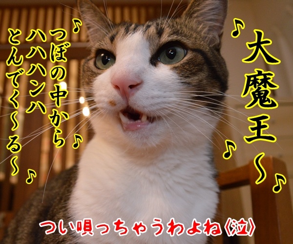 昭和あるあるかしら？　猫の写真で４コマ漫画　４コマ目ッ