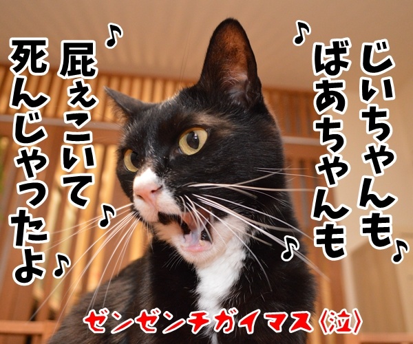 今日の晩ゴハンはジンギスカンッ　猫の写真で４コマ漫画　４コマ目ッ