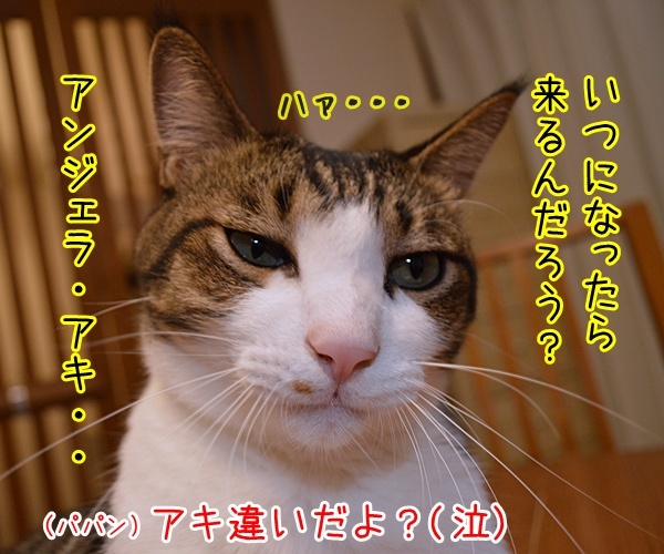 お彼岸過ぎたのに真夏日なんですってッ　猫の写真で４コマ漫画　２コマ目ッ