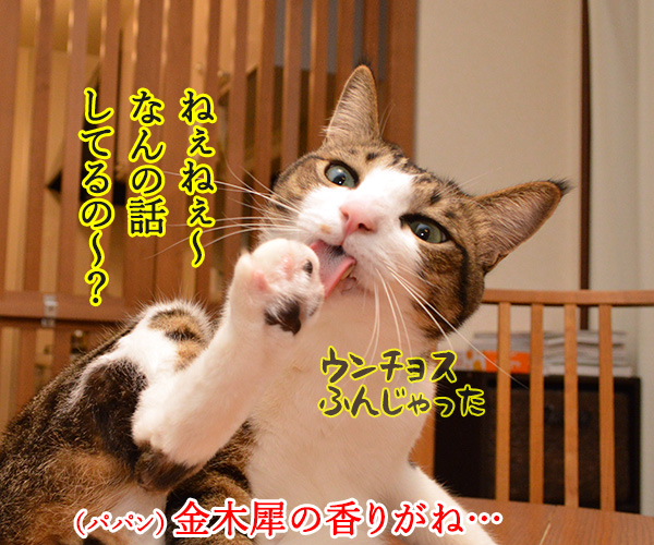 金木犀のいい香りがしてるの　猫の写真で４コマ漫画　３コマ目ッ