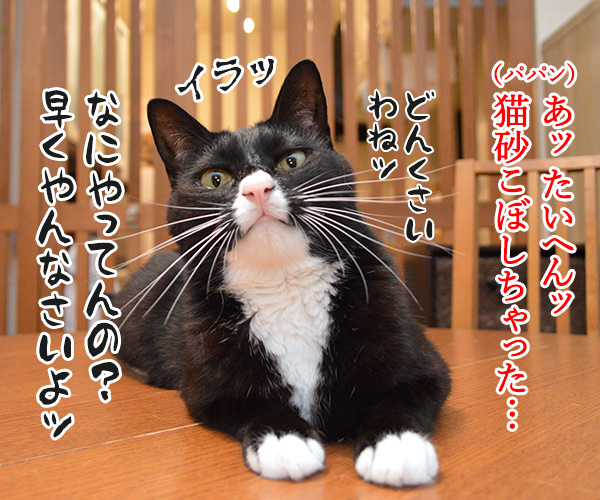 パパンてホントに……　猫の写真で４コマ漫画　２コマ目ッ