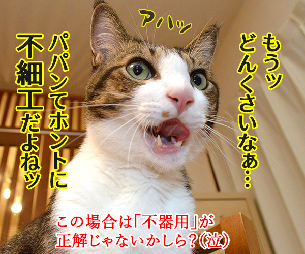 パパンてホントに……　猫の写真で４コマ漫画　４コマ目ッ