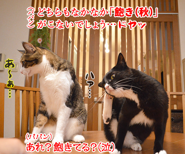 今日から４年目突入デースッ　猫の写真で４コマ漫画　４コマ目ッ