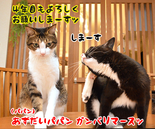 今日から４年目突入デースッ　猫の写真で４コマ漫画　５コマ目ッ