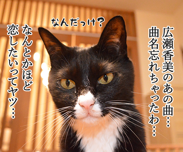 ゲレンデがとけるほど恋したい　猫の写真で４コマ漫画　１コマ目ッ