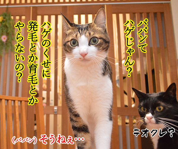 パパンて発毛やらないの？　猫の写真で４コマ漫画　１コマ目ッ