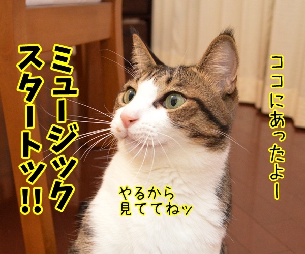 ペンパイナッポーアッポーペン（PPAP）って知ってる？　猫の写真で４コマ漫画　３コマ目ッ