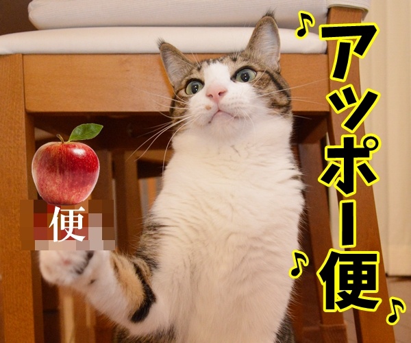 ペンパイナッポーアッポーペン（PPAP）って知ってる？　猫の写真で４コマ漫画　４コマ目ッ