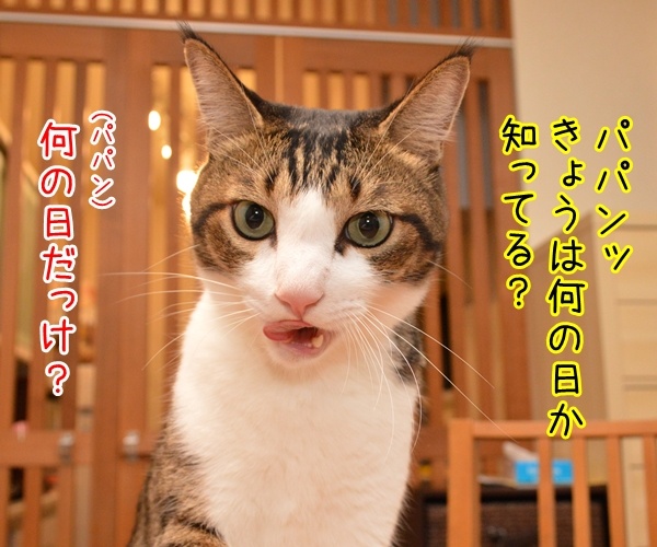 10月20日きょうは何の日？　猫の写真で４コマ漫画　１コマ目ッ