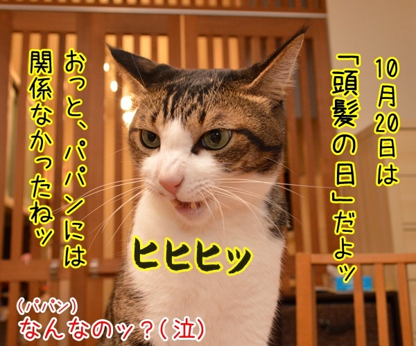 10月20日きょうは何の日？　猫の写真で４コマ漫画　２コマ目ッ