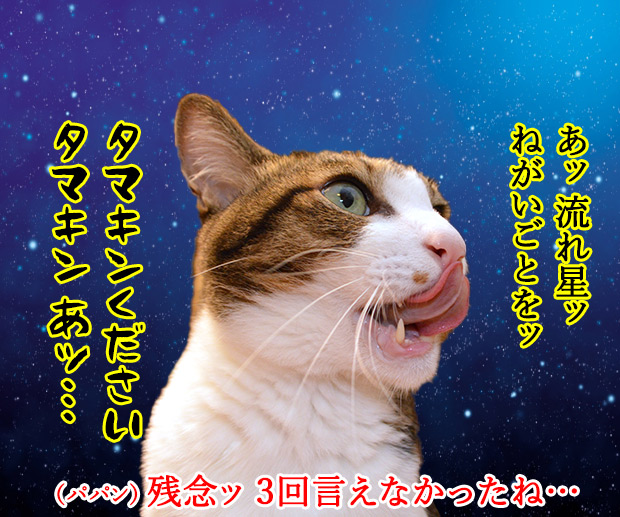 流れ星にお願いをしてみたのッ　猫の写真で４コマ漫画　２コマ目ッ