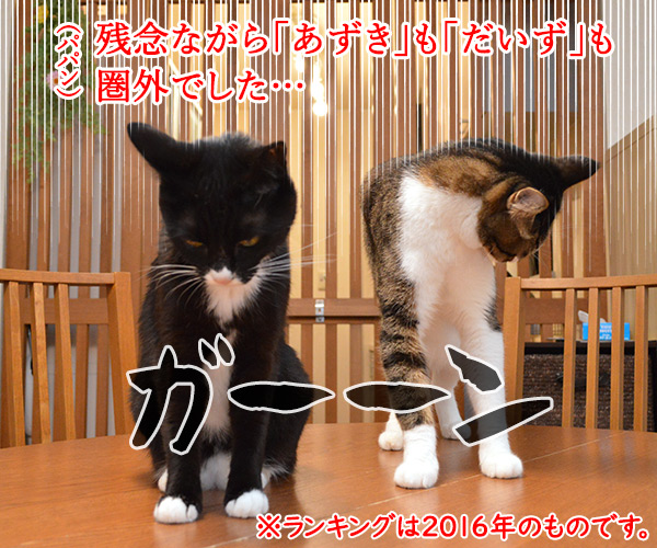 愛猫の名前ランキング発表ッ　猫の写真で４コマ漫画　２コマ目ッ