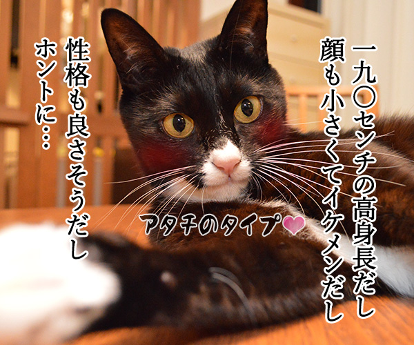 大谷翔平くんて…　猫の写真で４コマ漫画　２コマ目ッ