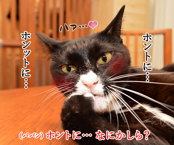 大谷翔平くんて…　猫の写真で４コマ漫画　３コマ目ッ