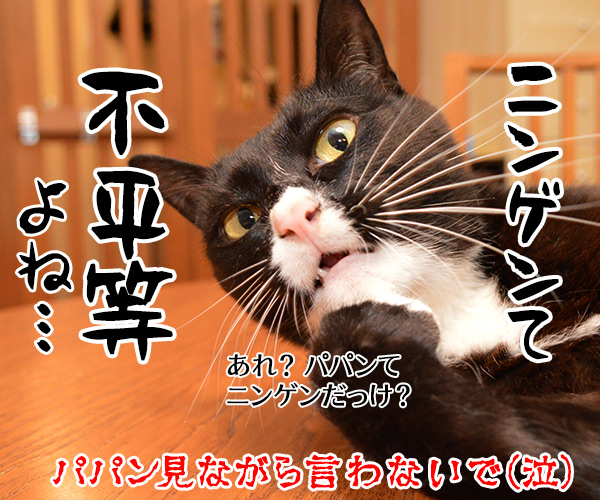 大谷翔平くんて…　猫の写真で４コマ漫画　４コマ目ッ