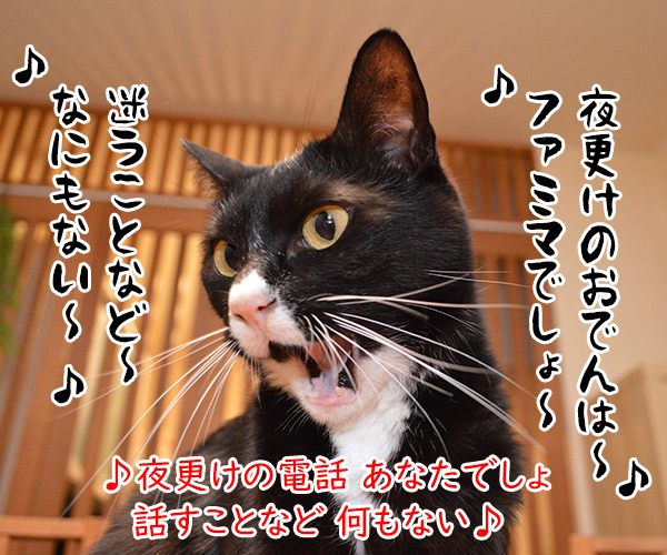 おでんのBGMといえばこの曲よねッ　猫の写真で４コマ漫画　３コマ目ッ