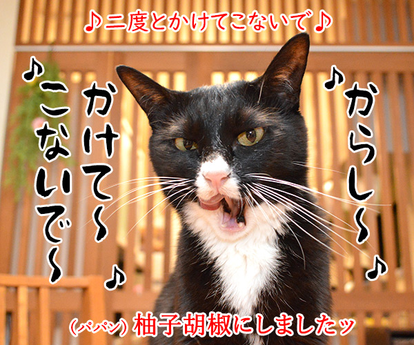 おでんのBGMといえばこの曲よねッ　猫の写真で４コマ漫画　５コマ目ッ