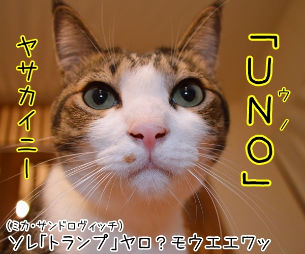 アメリカ大統領選挙 ２０１６　猫の写真で４コマ漫画　５コマ目ッ