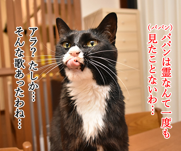 猫さんのシックスセンス　猫の写真で４コマ漫画　２コマ目ッ