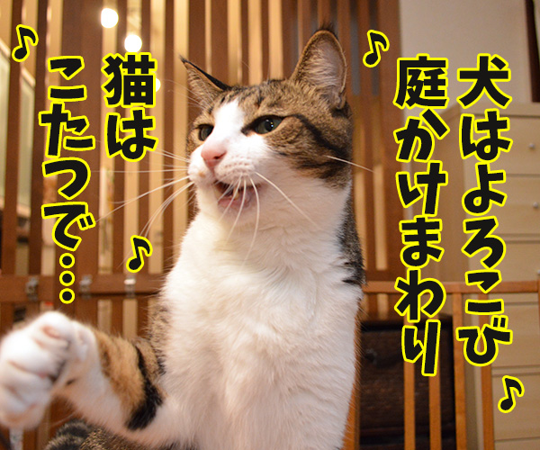 今年こそコタツ買ってくれない？　猫の写真で４コマ漫画　３コマ目ッ