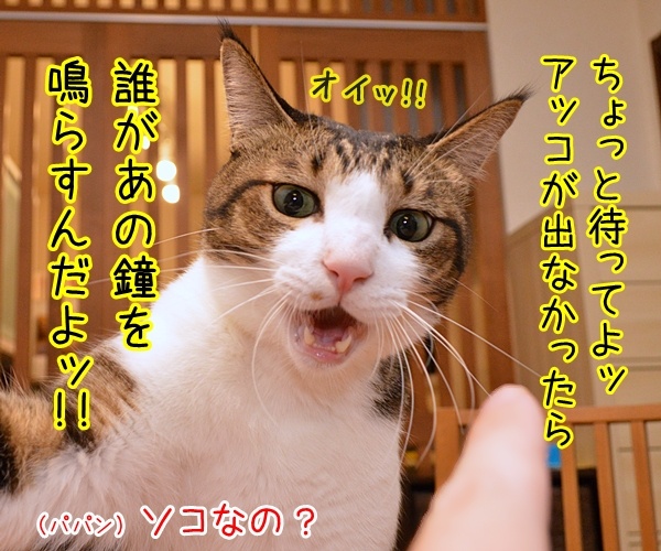 紅白歌合戦の出場歌手が決まったんですってッ　猫の写真で４コマ漫画　２コマ目ッ