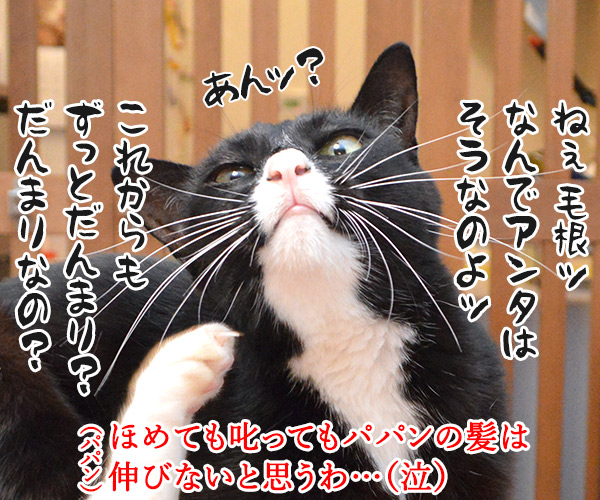 ほめると叱る のびるのはどっちかしら？　猫の写真で４コマ漫画　４コマ目ッ