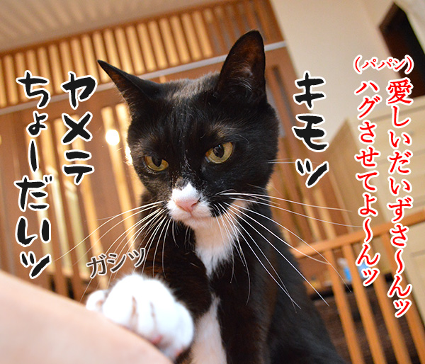 愛しくてハグしたいのよッ　猫の写真で４コマ漫画　１コマ目ッ