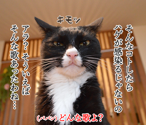 愛しくてハグしたいのよッ　猫の写真で４コマ漫画　２コマ目ッ