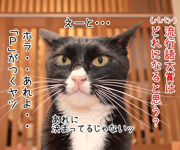 流行語大賞はどれになると思う？　猫の写真で４コマ漫画　１コマ目ッ