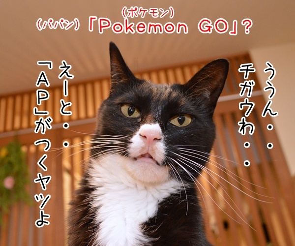 流行語大賞はどれになると思う？　猫の写真で４コマ漫画　２コマ目ッ