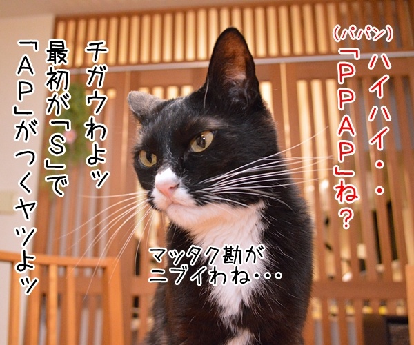 流行語大賞はどれになると思う？　猫の写真で４コマ漫画　３コマ目ッ