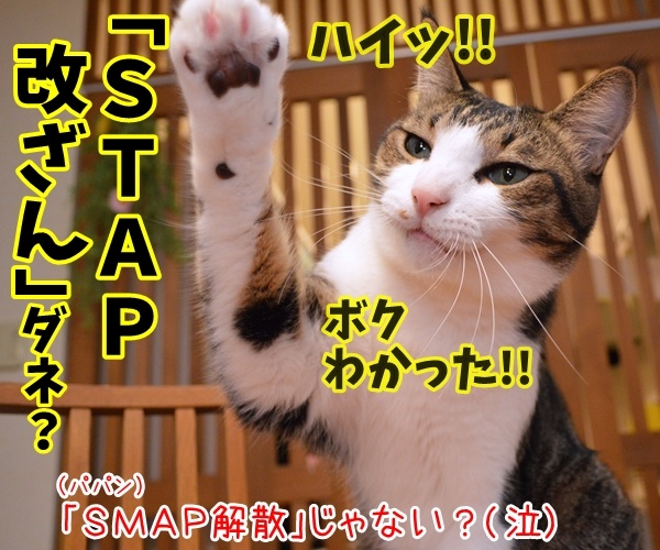 流行語大賞はどれになると思う？　猫の写真で４コマ漫画　４コマ目ッ