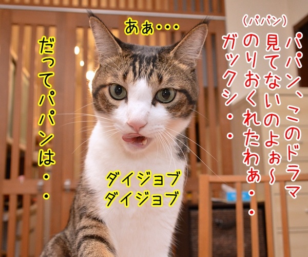 『逃げるは恥だが役に立つ』って知ってる？　猫の写真で４コマ漫画　３コマ目ッ