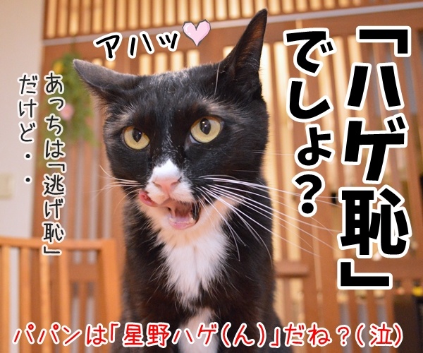 『逃げるは恥だが役に立つ』って知ってる？　猫の写真で４コマ漫画　４コマ目ッ