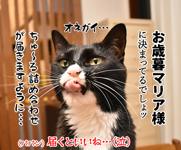 たくさんお祈りしたけど届くかしら？　猫の写真で４コマ漫画　４コマ目ッ