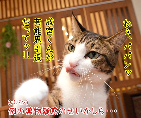 成宮くんが芸能界引退するんですってッ　猫の写真で４コマ漫画　１コマ目ッ