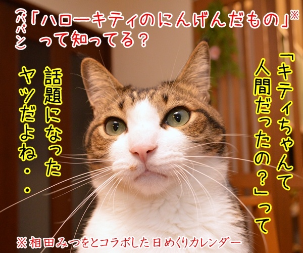 キティちゃんて人間だったのー？　猫の写真で４コマ漫画　１コマ目ッ