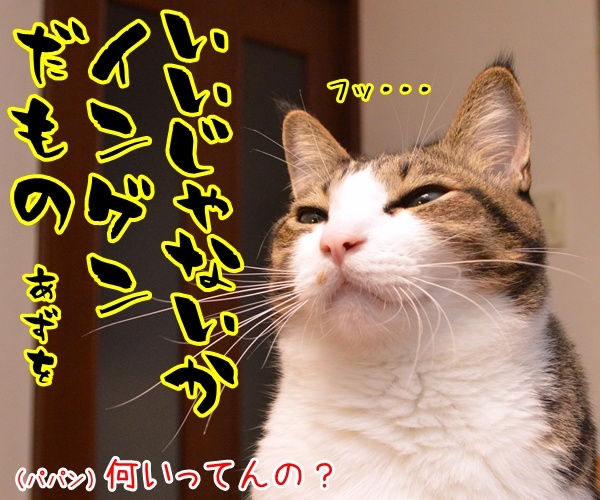 キティちゃんて人間だったのー？　猫の写真で４コマ漫画　２コマ目ッ