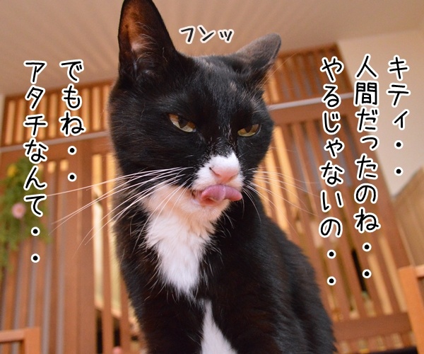 キティちゃんて人間だったのー？　猫の写真で４コマ漫画　３コマ目ッ