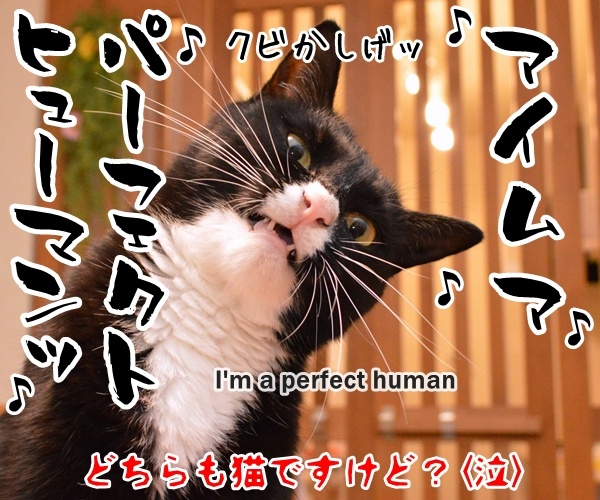 キティちゃんて人間だったのー？　猫の写真で４コマ漫画　４コマ目ッ