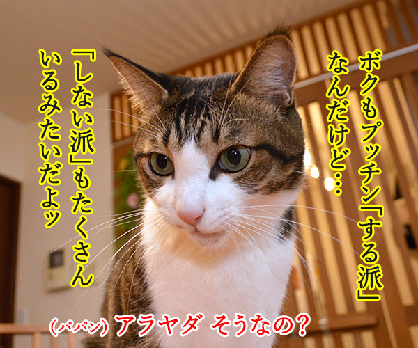 プッチン「する派」「しない派」 あなたはどっち？　猫の写真で４コマ漫画　２コマ目ッ