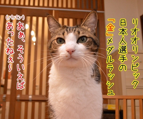 2016 年「今年の漢字®」第１位は 「金」なんですってッ　猫の写真で４コマ漫画　２コマ目ッ