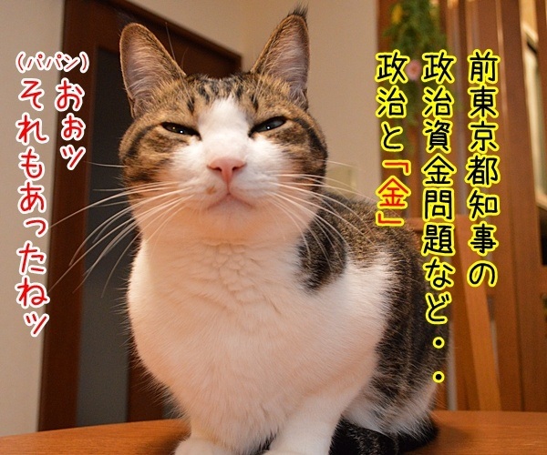 2016 年「今年の漢字®」第１位は 「金」なんですってッ　猫の写真で４コマ漫画　３コマ目ッ