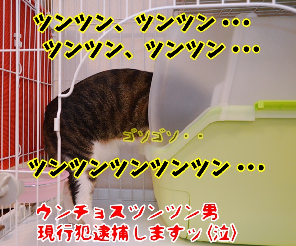 コンビニおでんツンツン男が逮捕されたんですってッ　猫の写真で４コマ漫画　４コマ目ッ